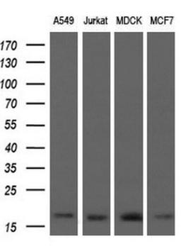 Western Blot: ARPC5 Antibody (2G1) [NBP2-45504] - Analysis of extracts (10ug) from 4 different cell lines.