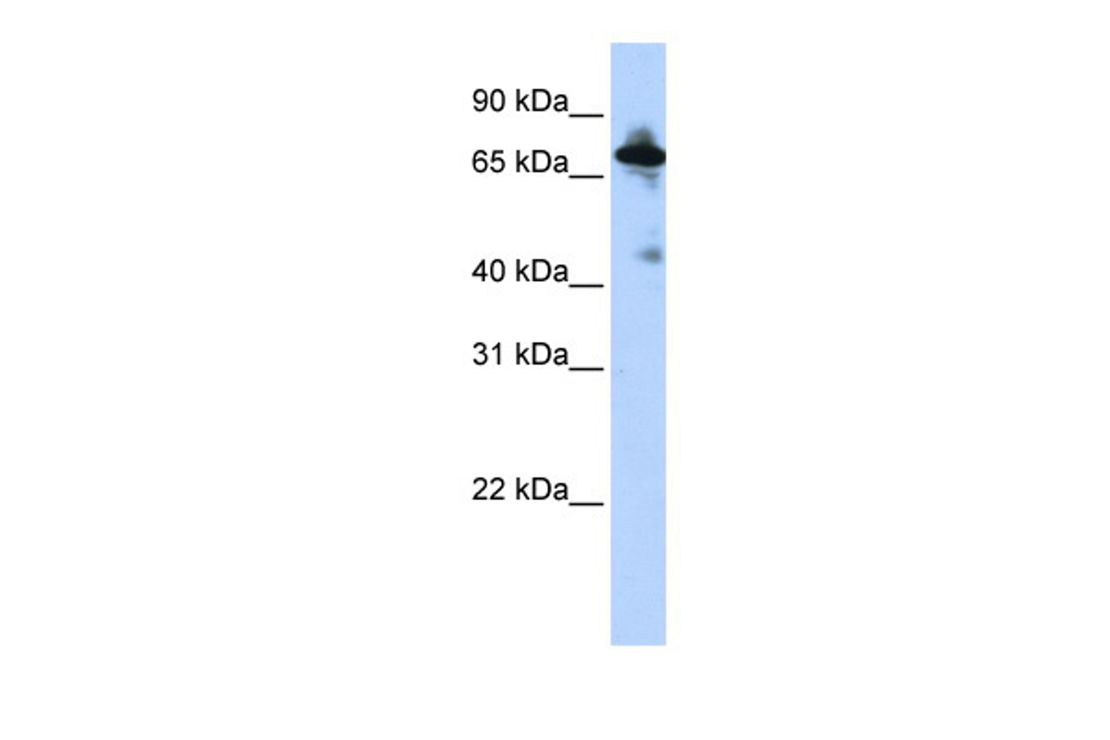 Antibody used in WB on Human HepG2 at 0.2-1 ug/ml.