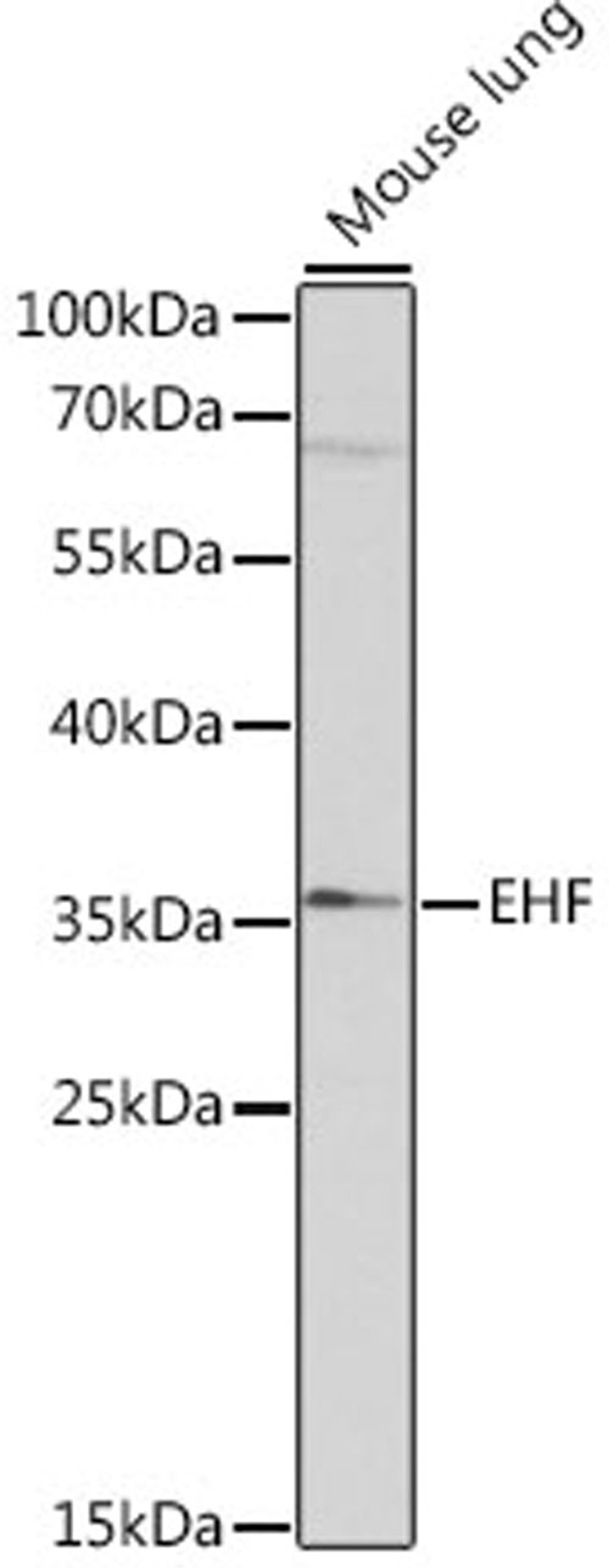 Western blot - EHF antibody (A14115)