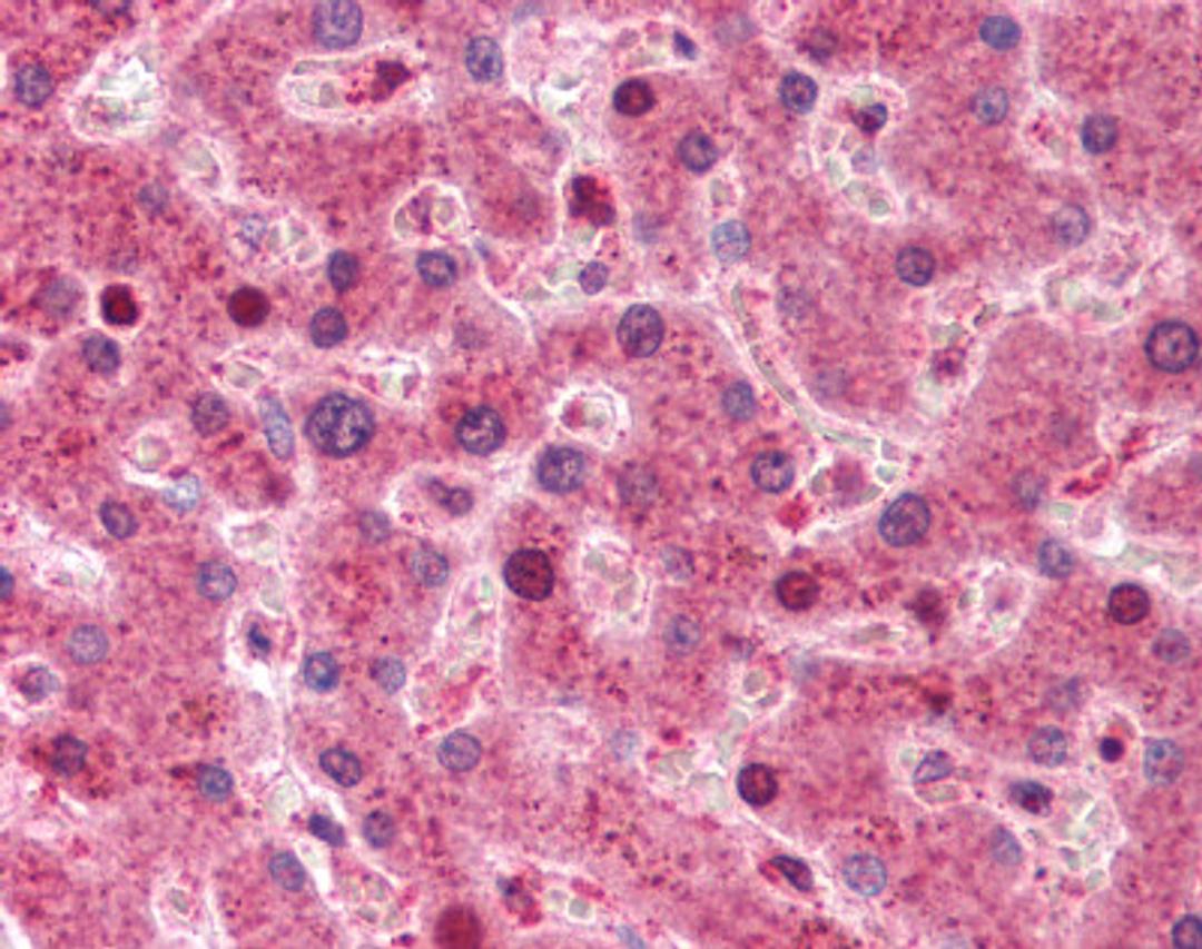 Immunohistochemistry staining of Transthyretin in liver tissue using Transthyretin monoclonal Antibody.