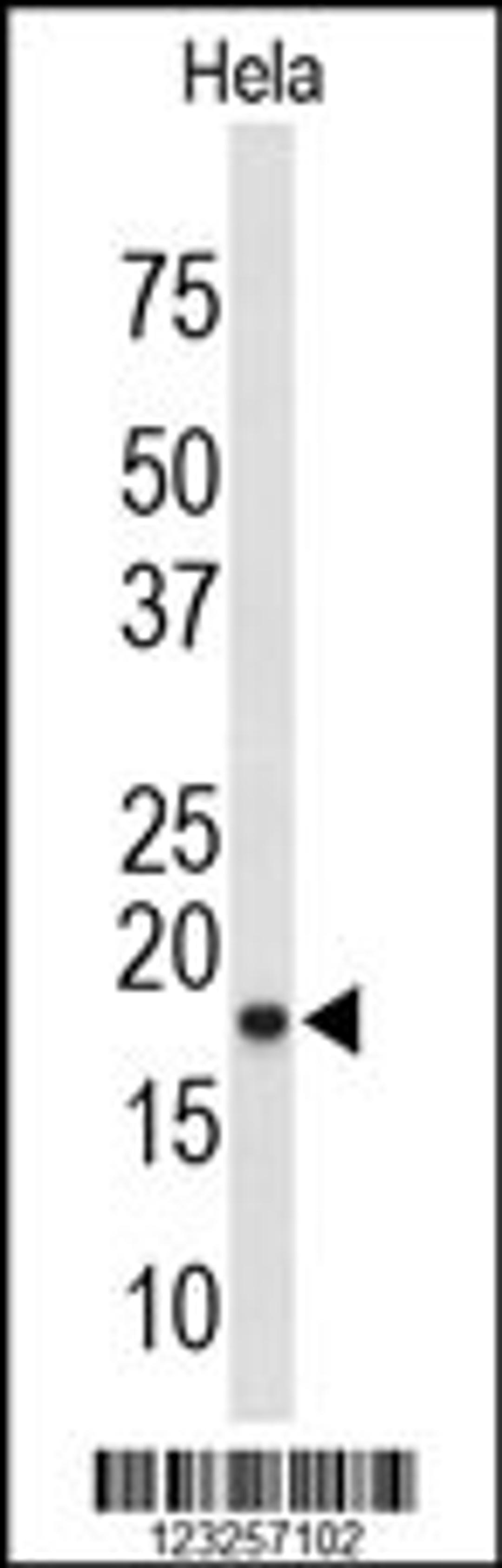 Western blot analysis of COX4I1 Antibody in Hela cell line lysates (35ug/lane)