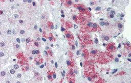 Antibody used in IHC on Human Liver at 5.0 ug/ml.