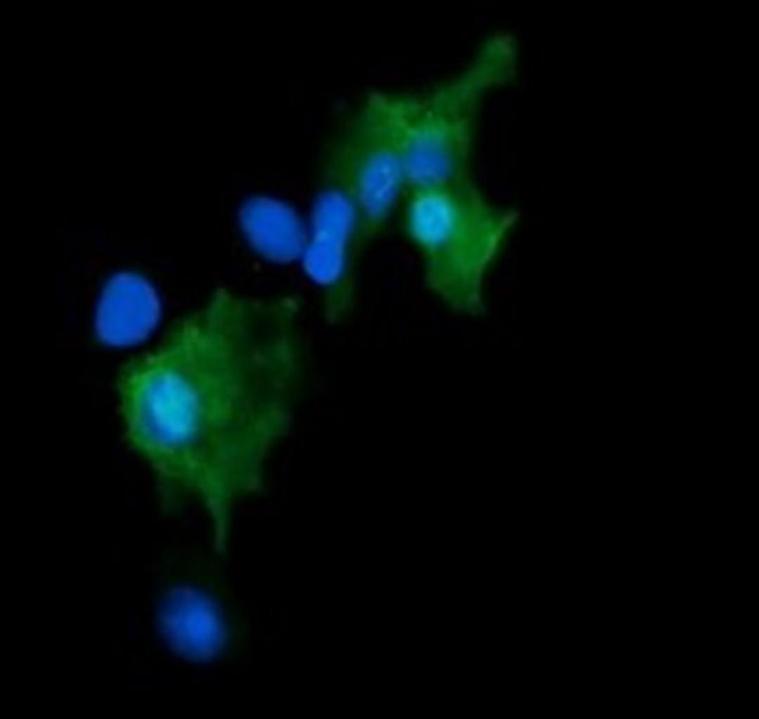 Immunofluorescence: GADD45G Antibody (2F12) [NBP2-45807] - Analysis  of COS7 cells transiently transfected by pCMV6-ENTRY GADD45G.