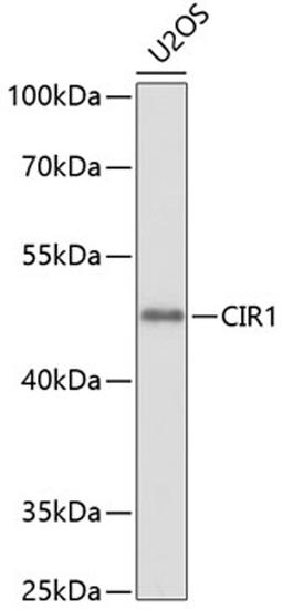 Western blot - CIR1 antibody (A10133)