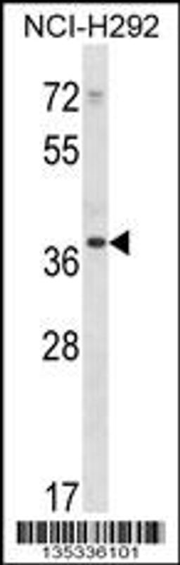 Western blot analysis in NCI-H292 cell line lysates (35ug/lane).