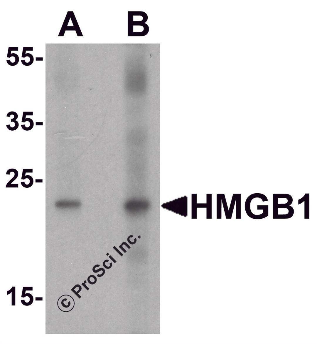 Western blot analysis of HMGB1 in human brain tissue lysate with HMGB1 antibody at (A) 1 and (B) 2 μg/ml