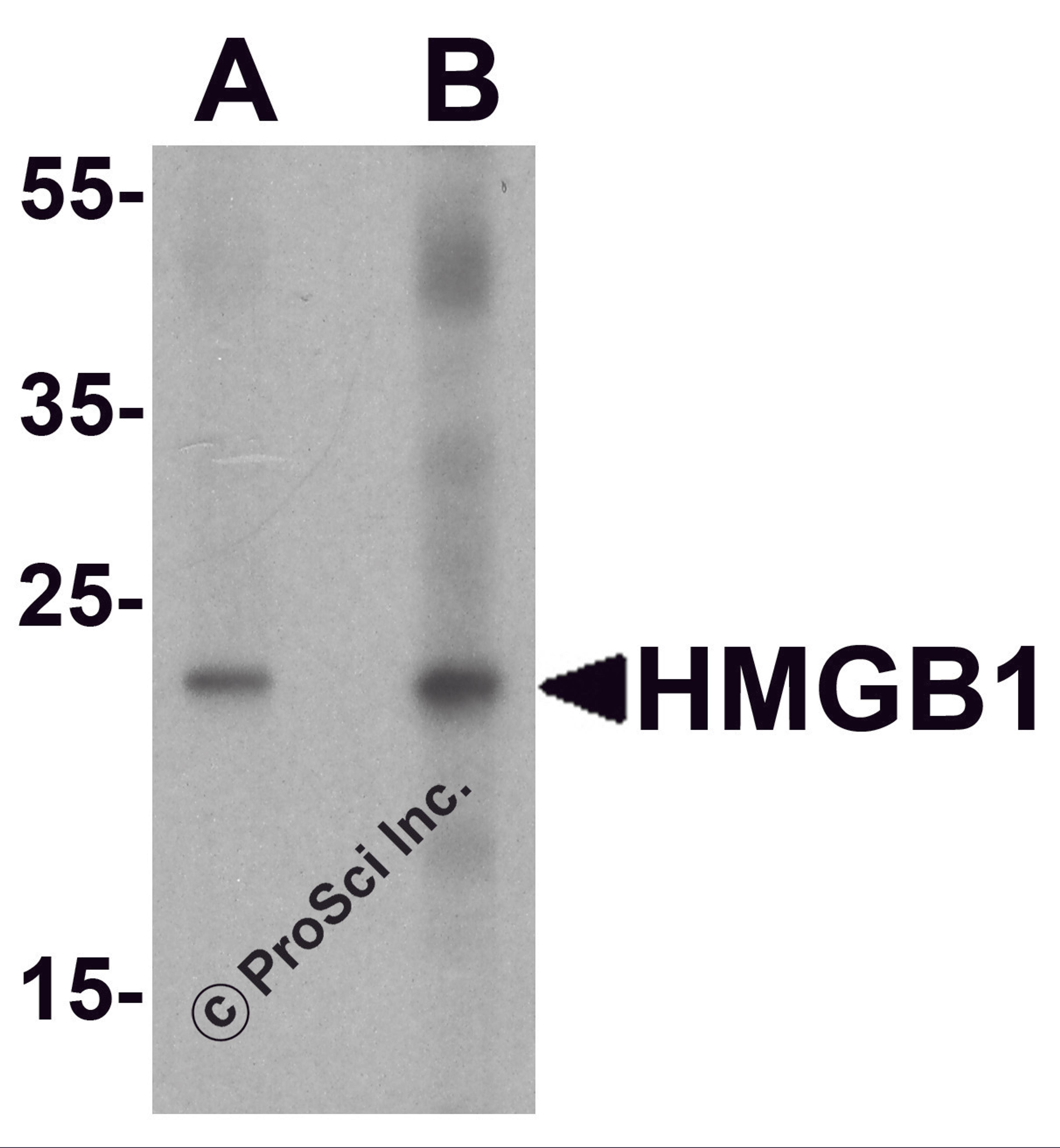 Western blot analysis of HMGB1 in human brain tissue lysate with HMGB1 antibody at (A) 1 and (B) 2 μg/ml