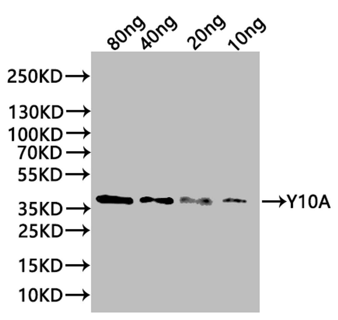 Western Blot. Positive WB detected in: recombinant protein. All lanes:Y10A Antibody at 1:1000. Secondary. Goat polyclonal to rabbit IgG at 1/20000 dilution. Predicted band size: 38 kDa. Observed band size: 38 kDa. 