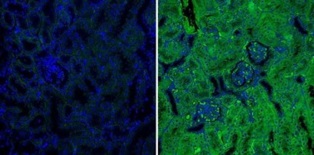 Immunocytochemistry/Immunofluorescence: Spi2A Antibody (MoFo29.2) [NB100-74541] - Analysis of Spi2A (green) showing staining in the cytoplasm of mouse kidney tissue (right) compared to a negative control without primary antibody (left).