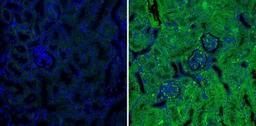 Immunocytochemistry/Immunofluorescence: Spi2A Antibody (MoFo29.2) [NB100-74541] - Analysis of Spi2A (green) showing staining in the cytoplasm of mouse kidney tissue (right) compared to a negative control without primary antibody (left).