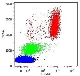 Flow (Cell Surface): Fc gamma RIII (CD16) Antibody [NB500-378] - Analysis using the Azide Free version of NB500-378. Detection of human peripheral blood cells with anti-human CD16 (MEM-154) PE. The antibody does not react with CD16a present on NK cells in many subjects.