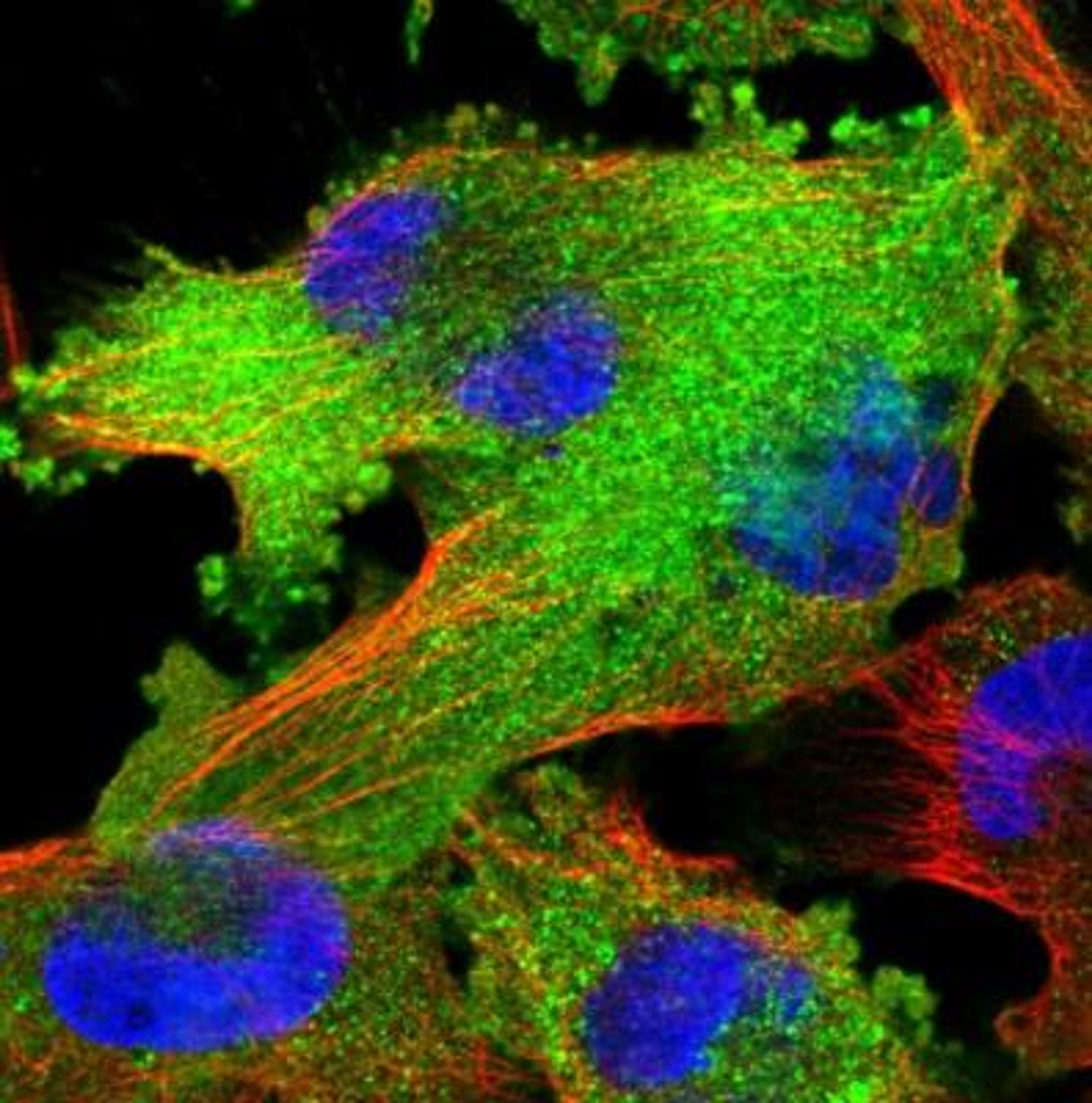 Immunofluorescence: RNF36 Antibody [NBP2-42073] - Analysis of human cell line U-251 MG shows positivity in plasma membrane & cytoplasm.