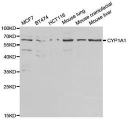 Western blot analysis of extracts of various cell lines using CYP1A1 antibody