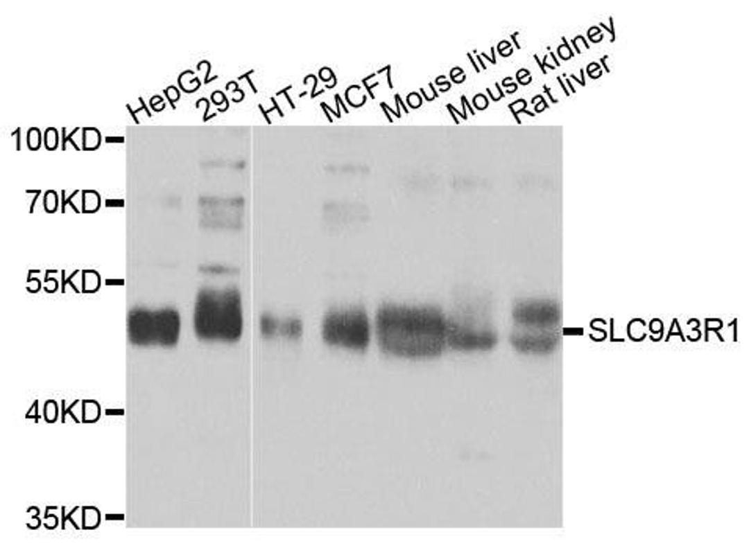 Western blot analysis of extracts of various cells using NHERF1 antibody