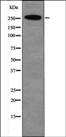 Western blot analysis of PMA treated HeLa whole cell lysates using E1A-associated Protein p300 -Phospho-Ser1834- antibody