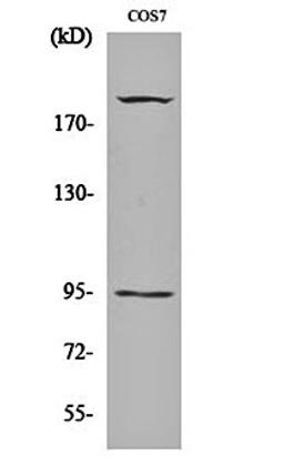 Western blot analysis of COS7 cell lysates using IGF-IR (phospho-Y1165/Y1166) antibody