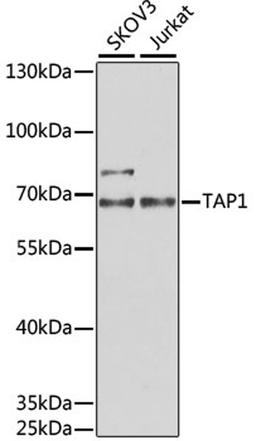 Western blot - TAP1 antibody (A6213)