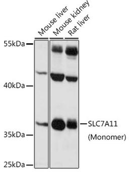 Western blot - SLC7A11 antibody (A13685)