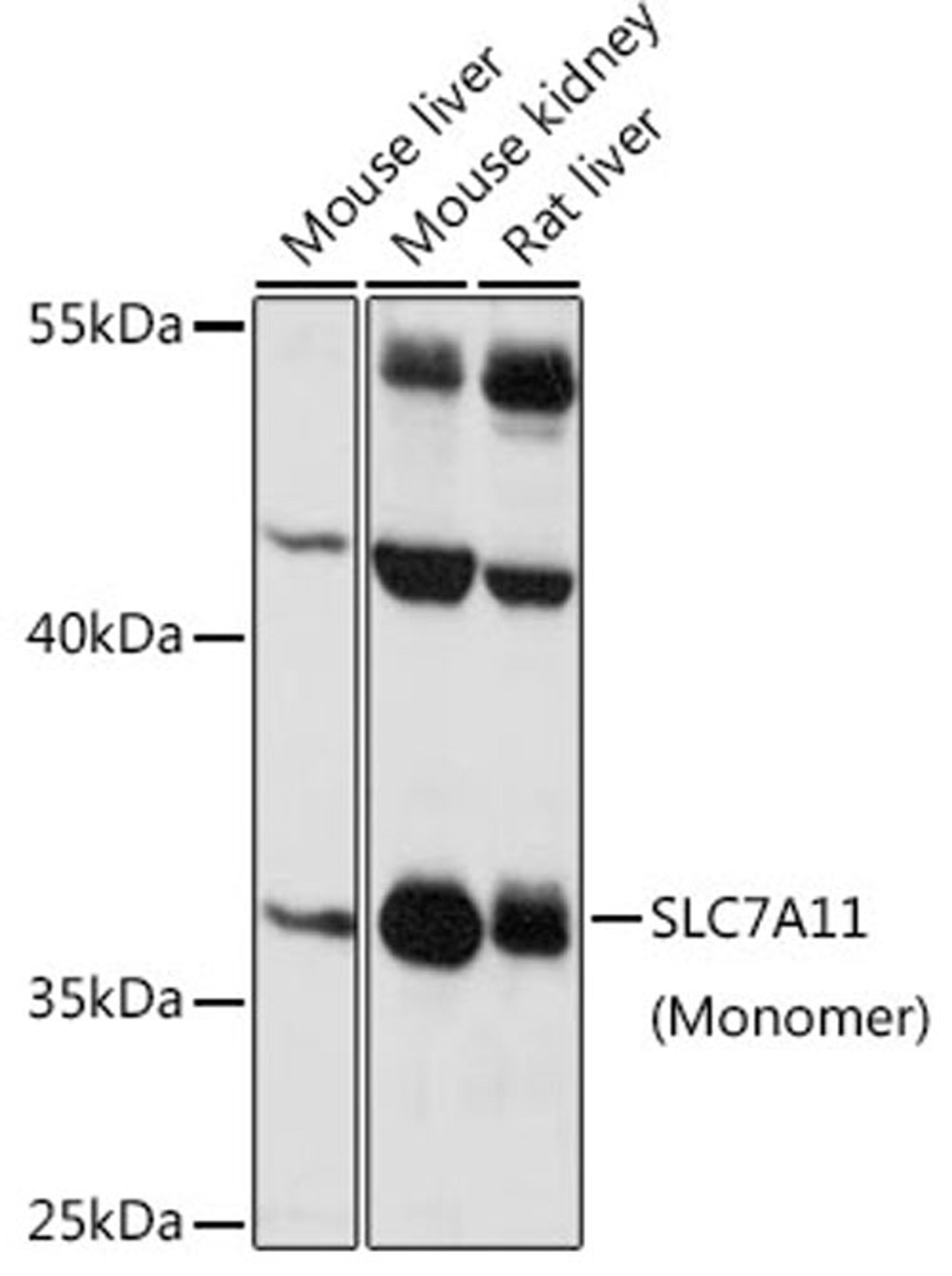 Western blot - SLC7A11 antibody (A13685)