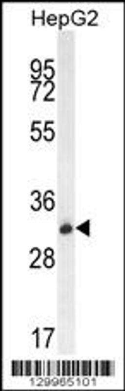 Western blot analysis in HepG2 cell line lysates (35ug/lane).