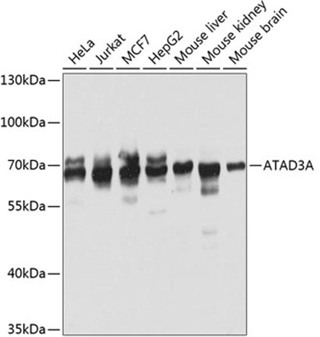 Western blot - ATAD3A antibody (A8230)