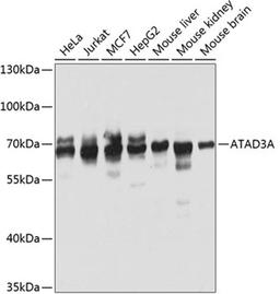 Western blot - ATAD3A antibody (A8230)