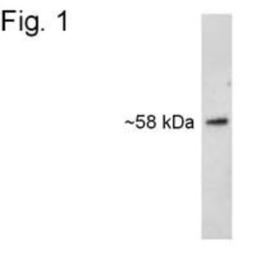 Western Blot: Syntrophin Antibody (1351) [NB600-1294] - Analysis of Syntrophin on canine lysate.