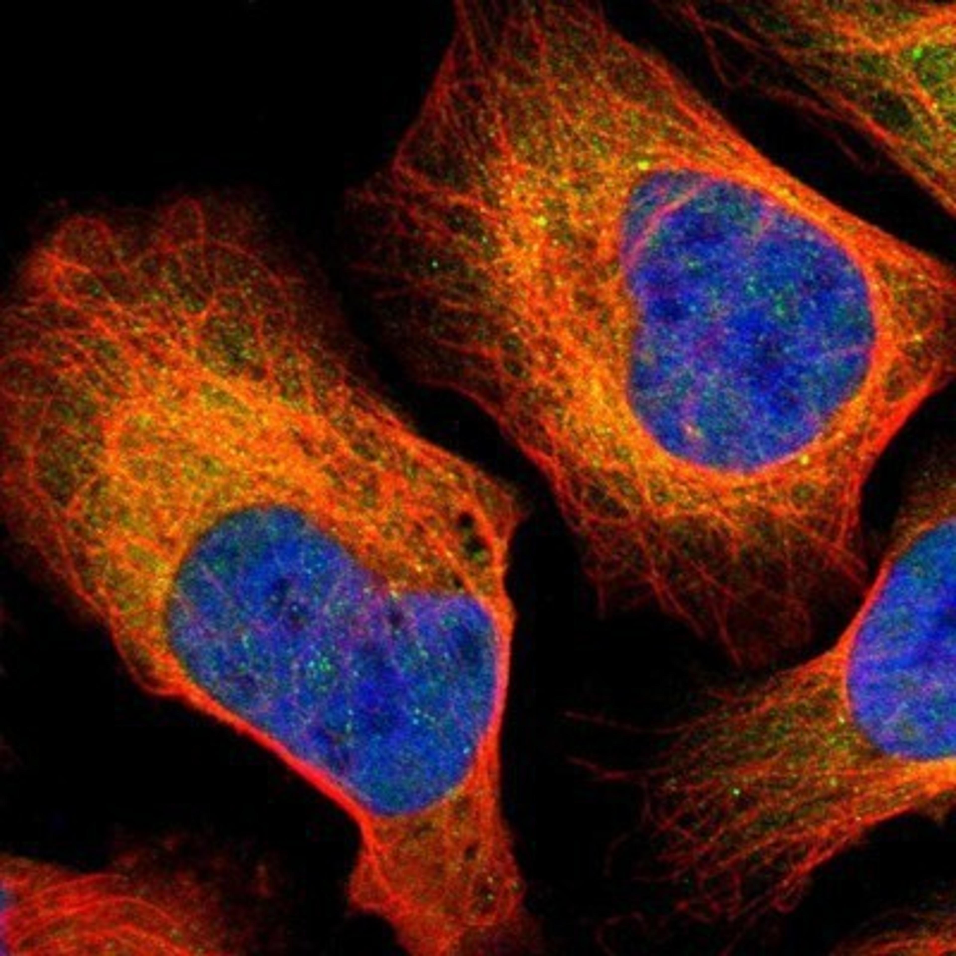 Immunocytochemistry/Immunofluorescence: DNA polymerase alpha Antibody [NBP1-82449] - Staining of human cell line U-2 OS shows positivity in nucleus but not nucleoli & cytoplasm.