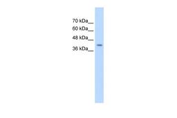 Antibody used in WB on Human HepG2 at 0.625 ug/ml.