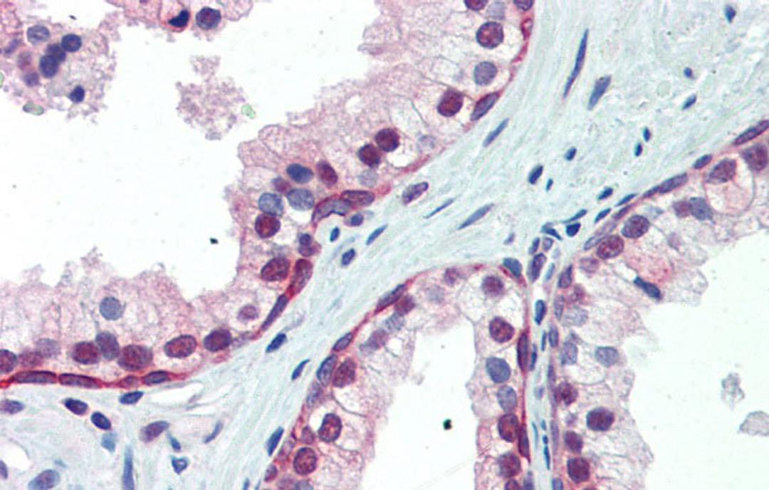 Antibody used in IHC on Human Prostate.