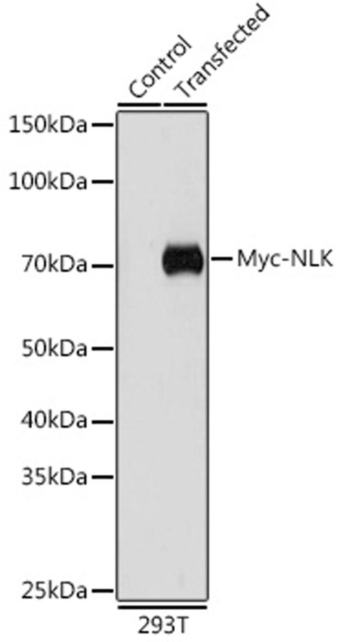 Immunofluorescence - Mouse anti Myc-Tag mAb (AE010)