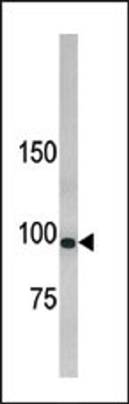 Western blot analysis of anti-hLLGL1 Pab in 293 cell line lysate.