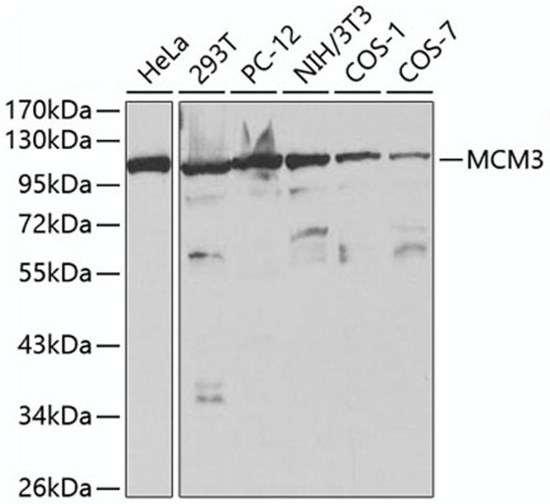 Western blot - MCM3 antibody (A1060)