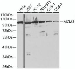 Western blot - MCM3 antibody (A1060)