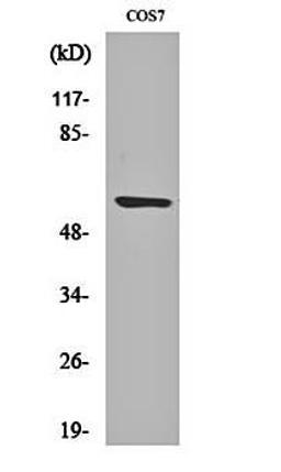 Western blot analysis of COS7 cell lysates using Cleaved-MMP-15 (Y132) antibody