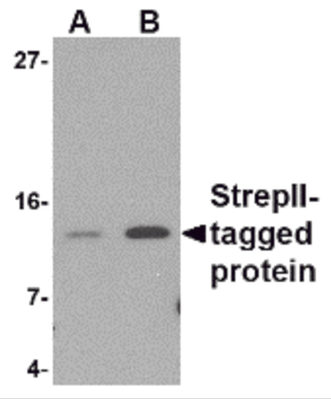 Western blot analysis of (A) 5 and (B) 25ng of StrepII-tagged recombinant protein with StrepII antibody at 1 &#956;g/mL.