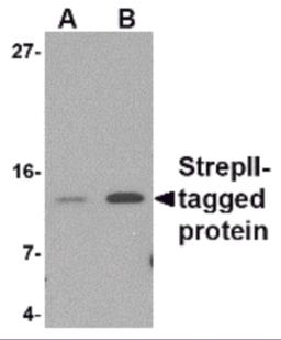 Western blot analysis of (A) 5 and (B) 25ng of StrepII-tagged recombinant protein with StrepII antibody at 1 &#956;g/mL.