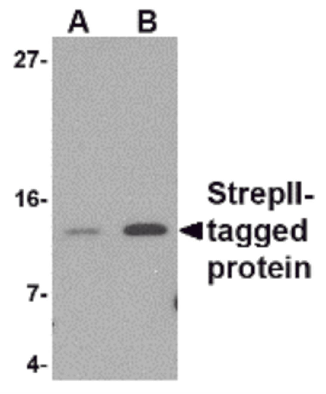 Western blot analysis of (A) 5 and (B) 25ng of StrepII-tagged recombinant protein with StrepII antibody at 1 μg/mL.