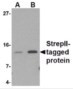 Western blot analysis of (A) 5 and (B) 25ng of StrepII-tagged recombinant protein with StrepII antibody at 1 μg/mL.