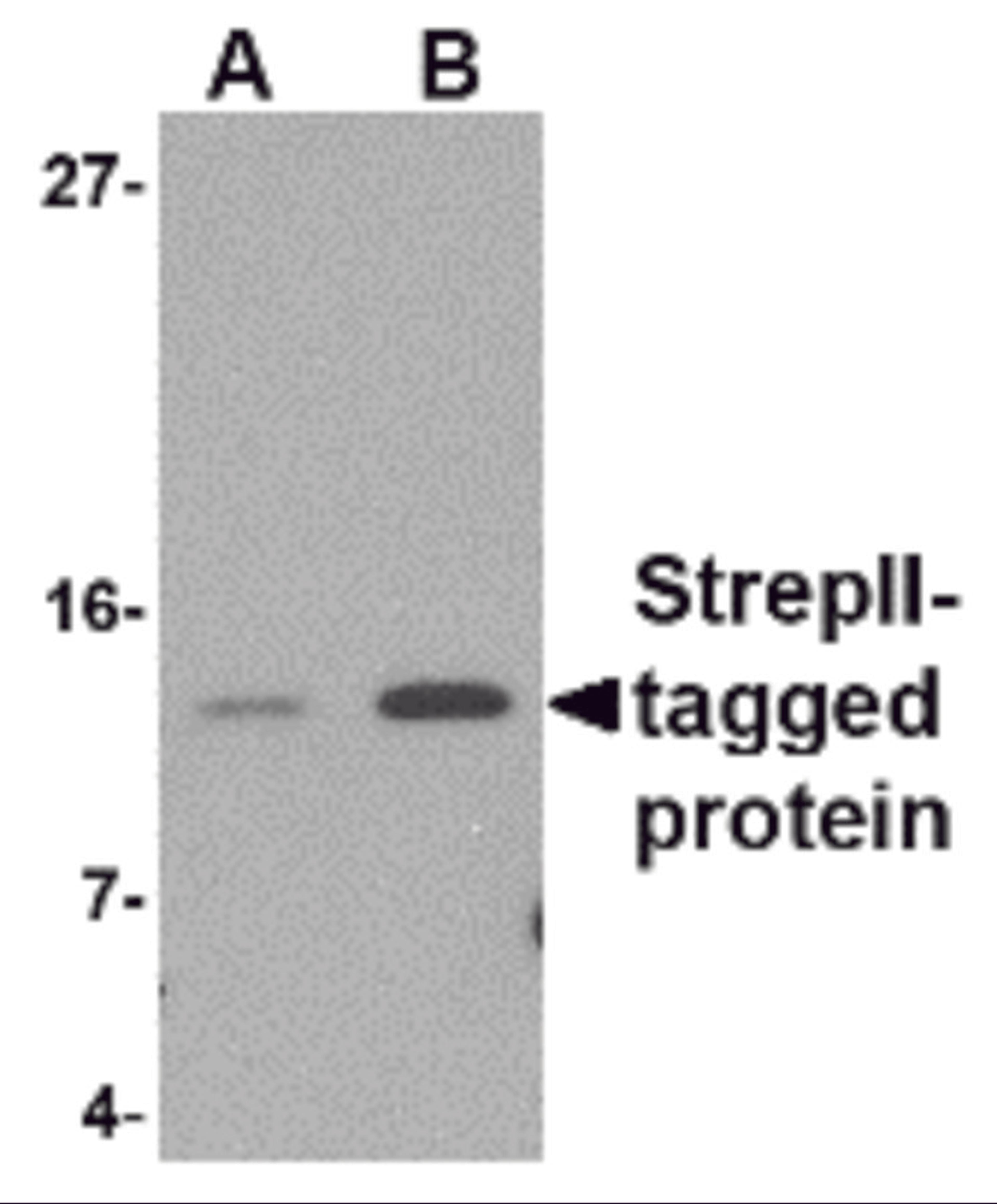 Western blot analysis of (A) 5 and (B) 25ng of StrepII-tagged recombinant protein with StrepII antibody at 1 μg/mL.