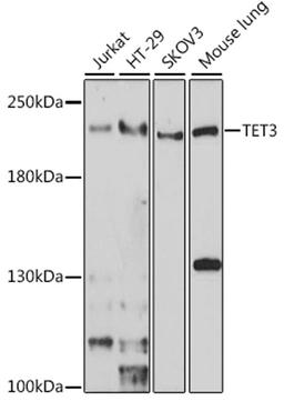 Western blot - TET3 antibody (A7612)