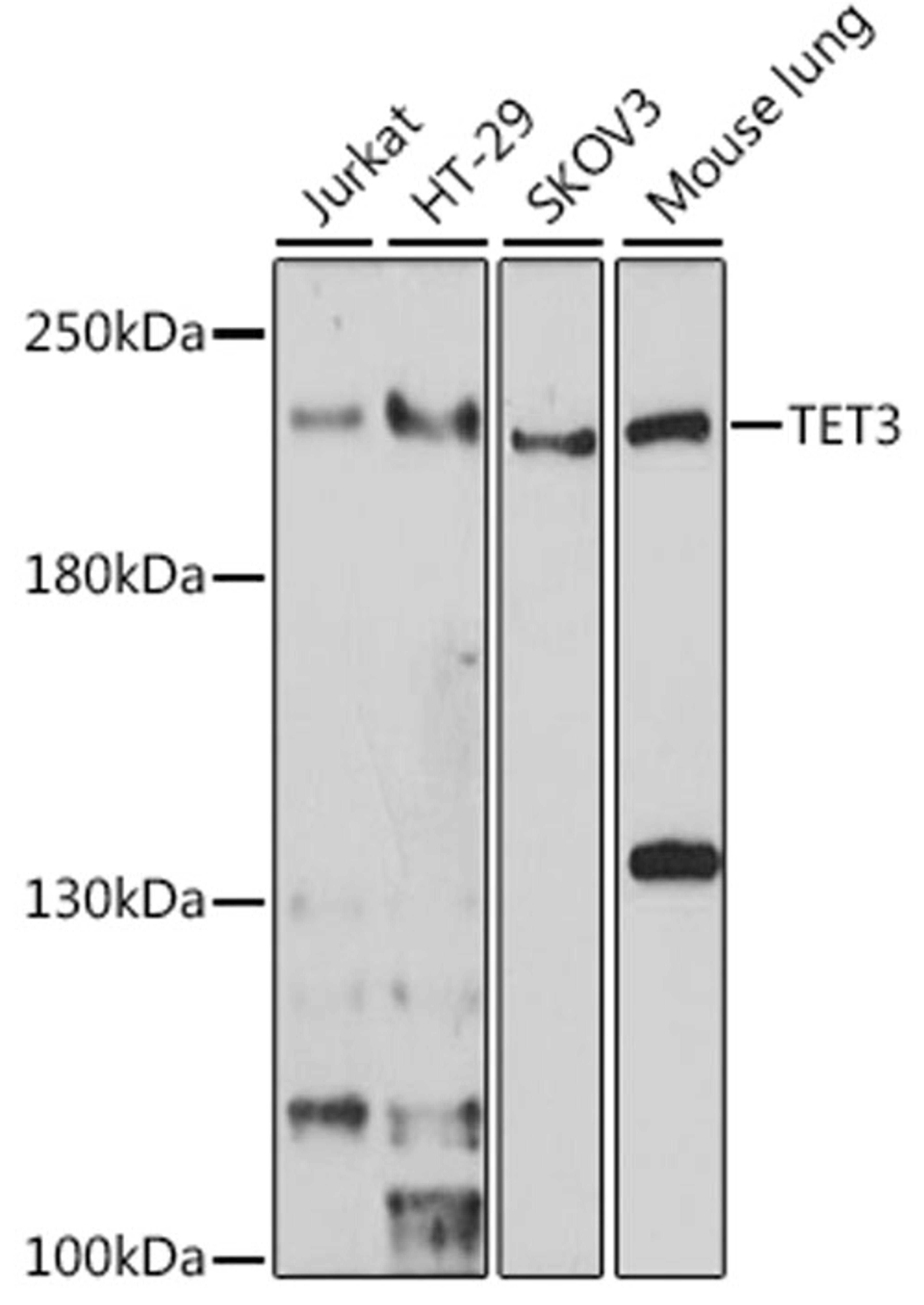 Western blot - TET3 antibody (A7612)