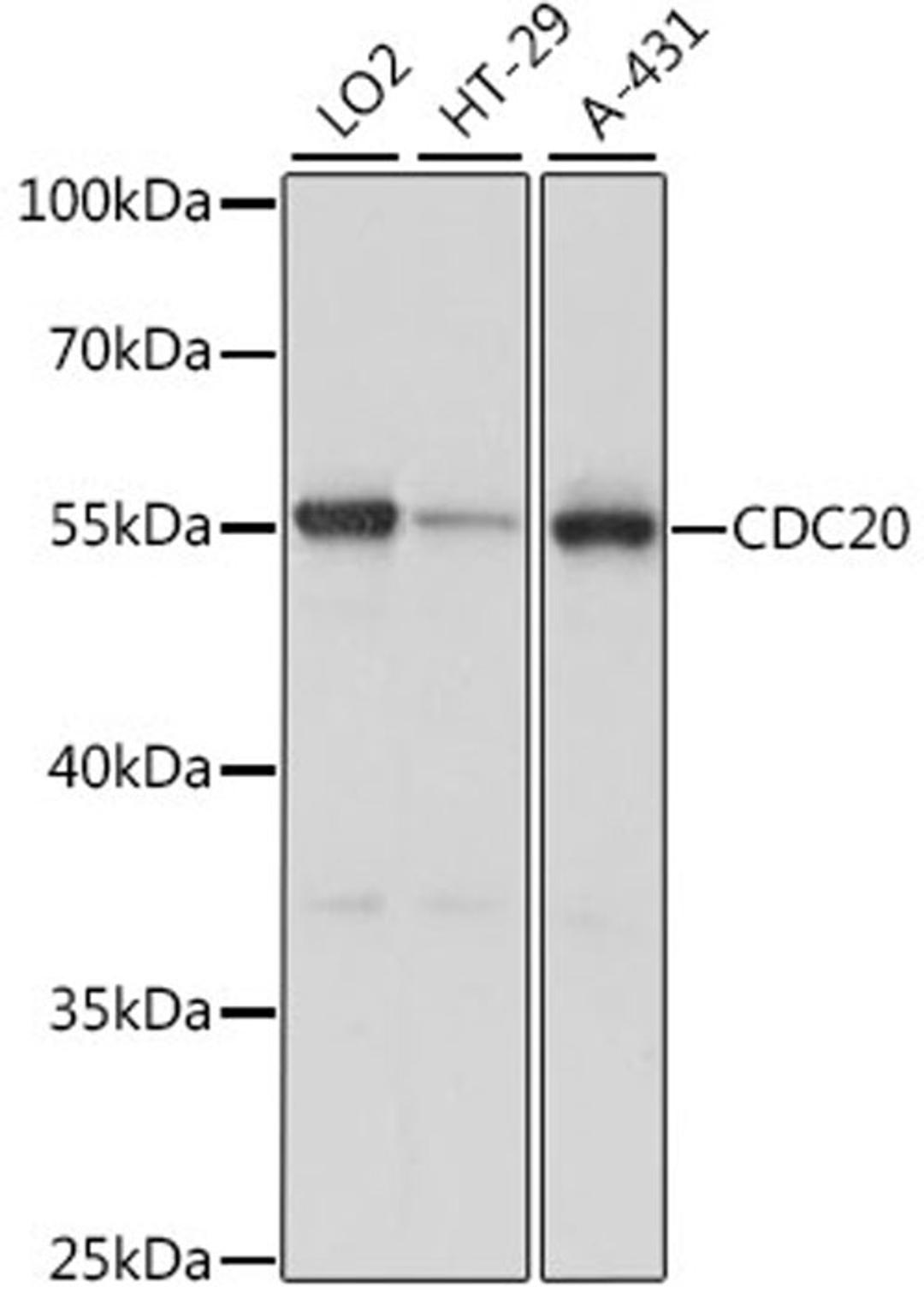 Western blot - CDC20 antibody (A15656)