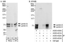 Detection of human and mouse Lamin-A and Lamin-C by western blot (h and m) and immunoprecipitation (h).