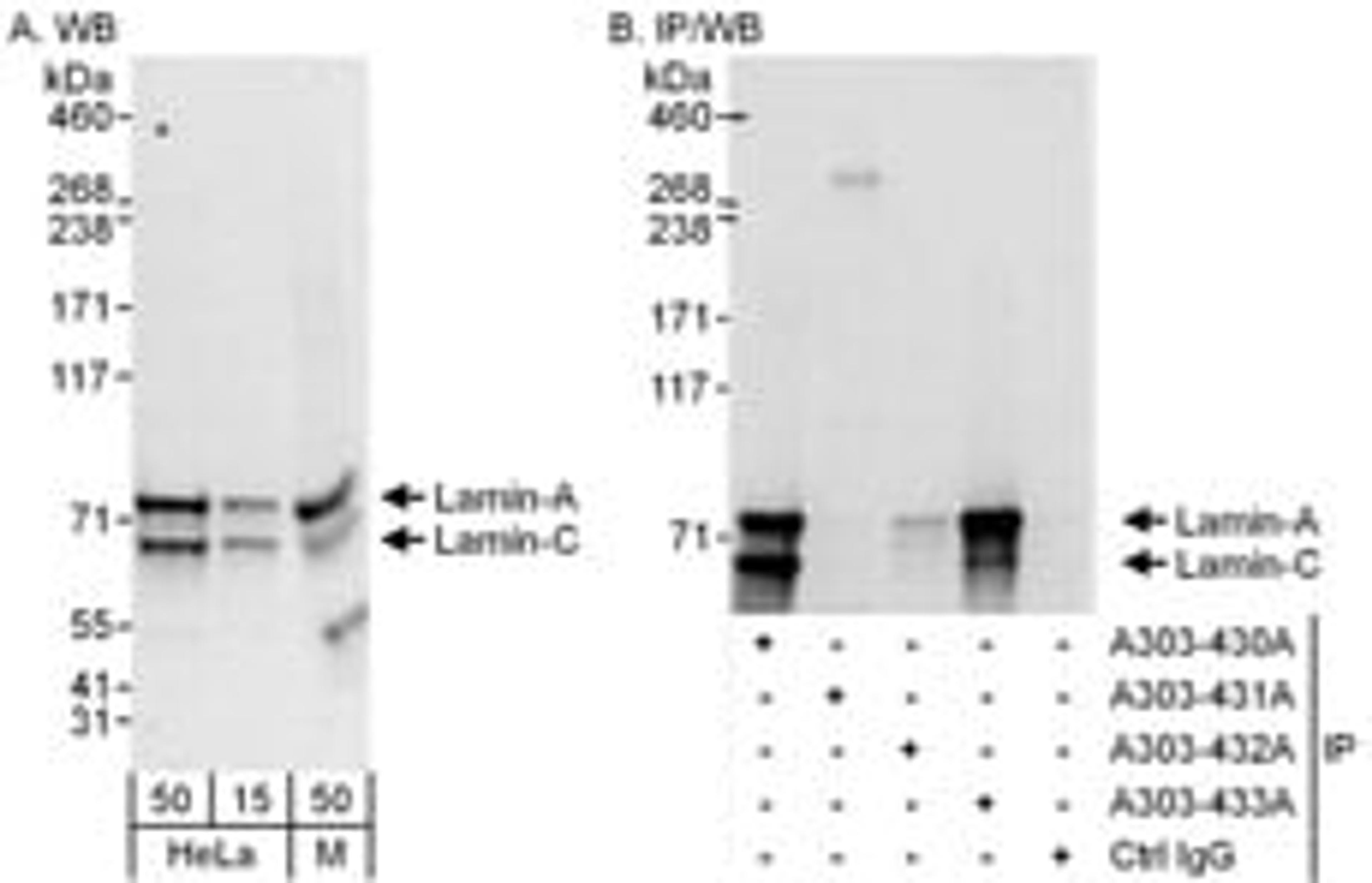 Detection of human and mouse Lamin-A and Lamin-C by western blot (h and m) and immunoprecipitation (h).