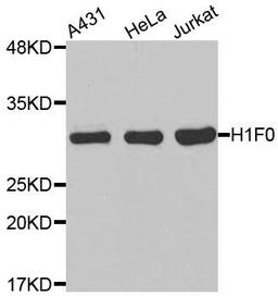 Western blot analysis of extracts of various cell lines using H1F0 antibody