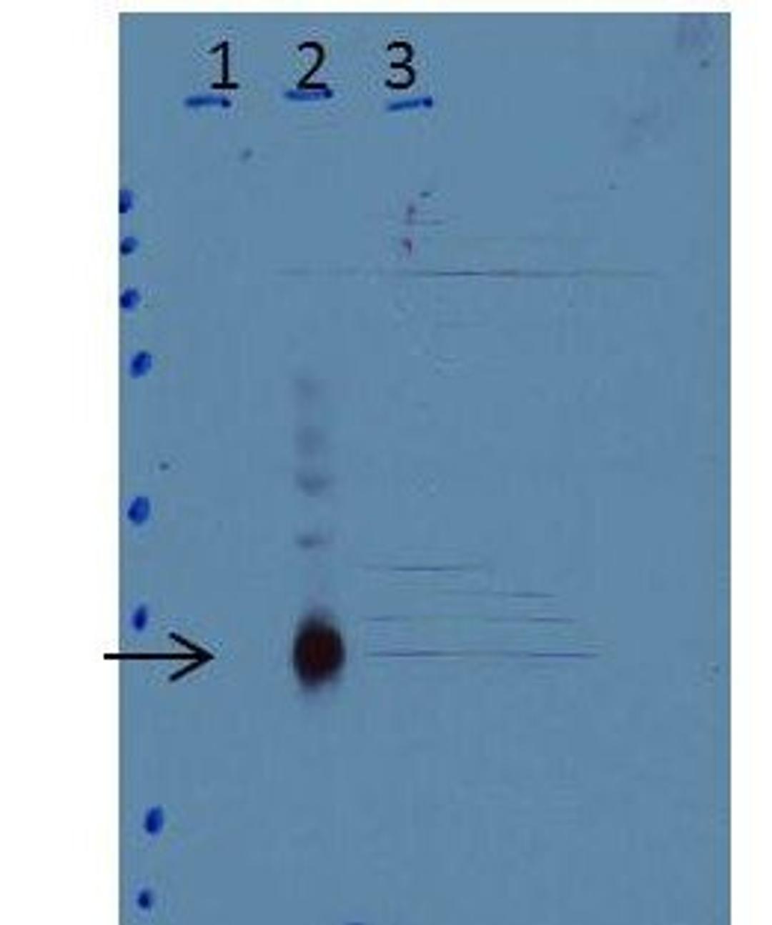 Western blot analysis of Lane 1: untreated wild-type (WT) cells Lane 2: WT cells treated 3 h with LPS Lane 3: C/EBPd-knock-out cells treated 3H with LPS Load: 35 ug per lane using CEBP Delta antibody