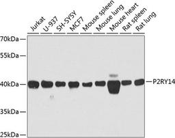 Western blot - P2RY14 antibody (A8178)