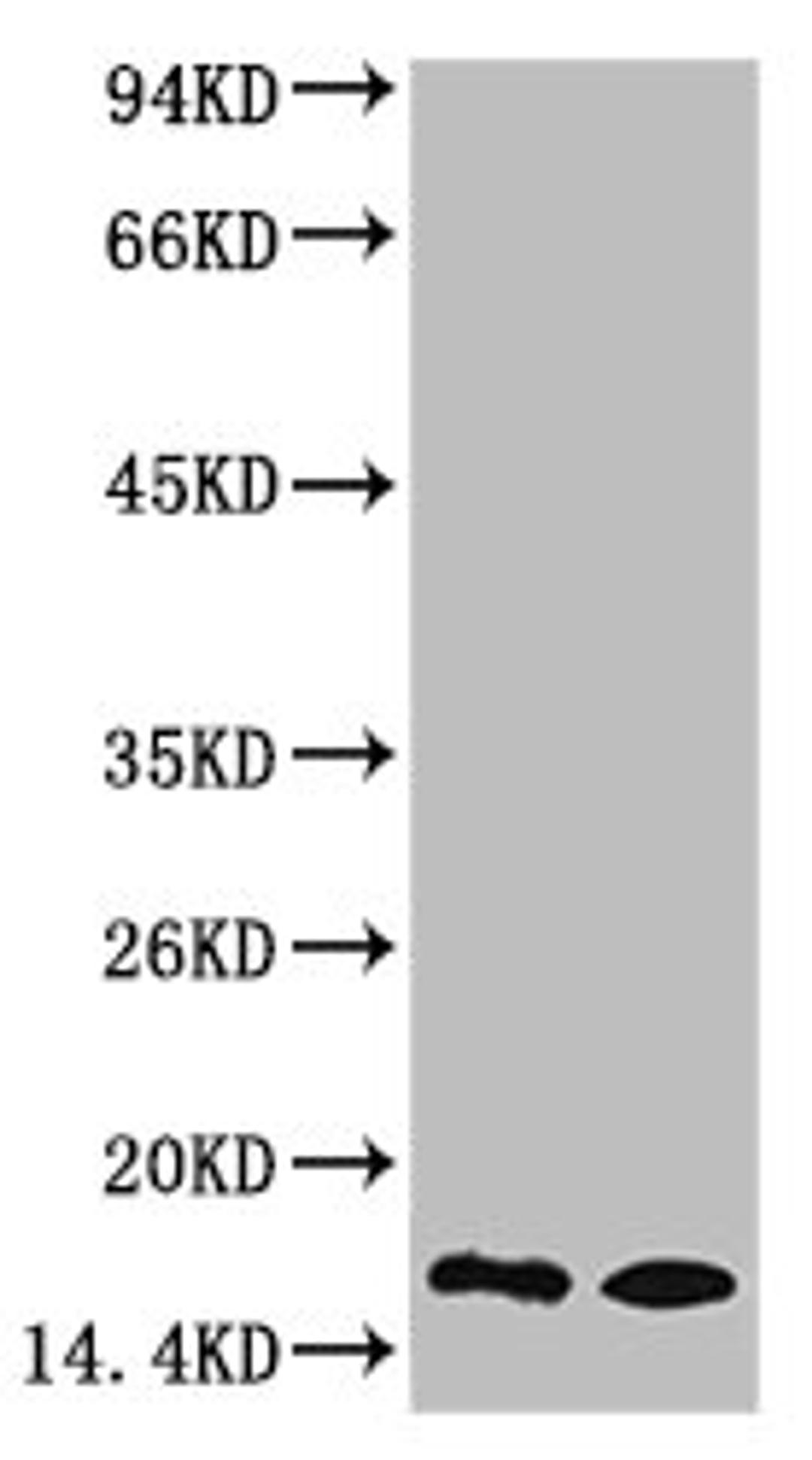Western blot analysis of 1) Rat Testis Tissue, 2) Raw264.7, diluted at 1:1000.