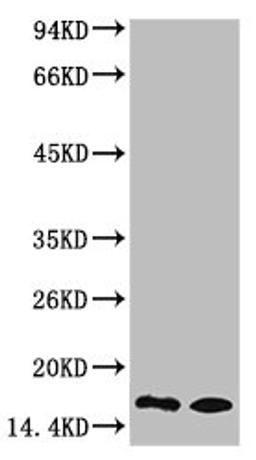 Western blot analysis of 1) Rat Testis Tissue, 2) Raw264.7, diluted at 1:1000.